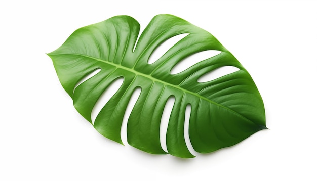 Tropisches grünes Blatt auf weißem Hintergrund mit abgeschnittenem weißen Hintergrund