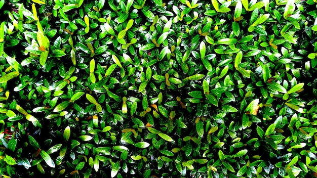 Foto tropisches grünes blatt rubiaceae