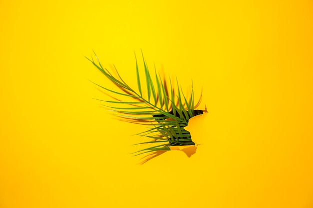 Tropisches grünes Palmblatt in einem Loch im Karton zerrissen