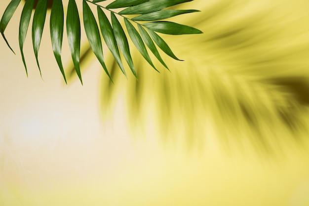 Tropisches grünes Palmblatt und Schatten auf gelbem Hintergrund Platz kopieren Sommerkulisse