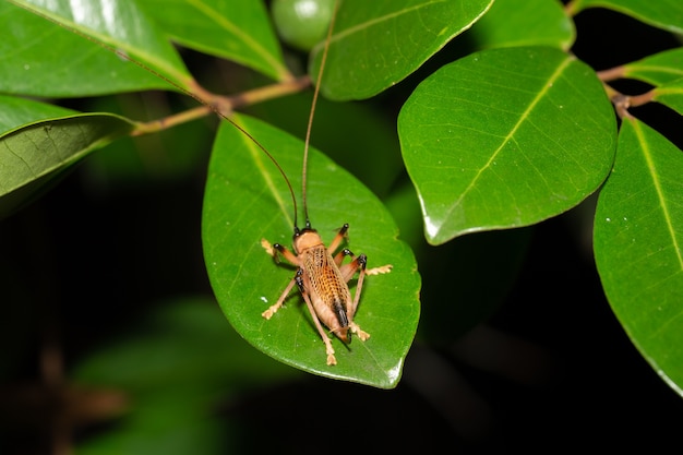 Tropisches Insekt auf dem grünen Blatt