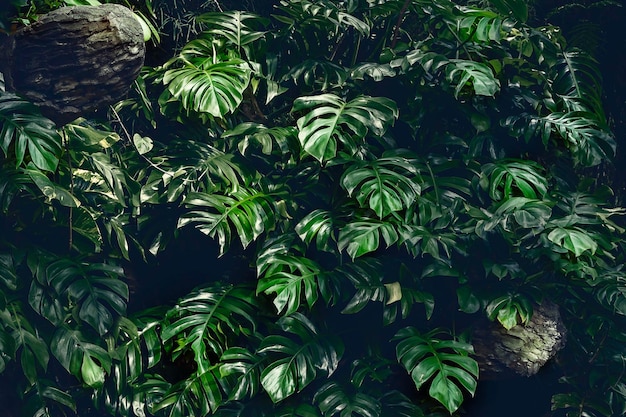 Tropisches Laub in einem dunklen Schlüssel Monsterblätter in einem wilden tropischen Wald Tropischer Hintergrund