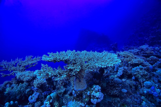 tropisches meer unterwasserhintergrund tauchen ozean