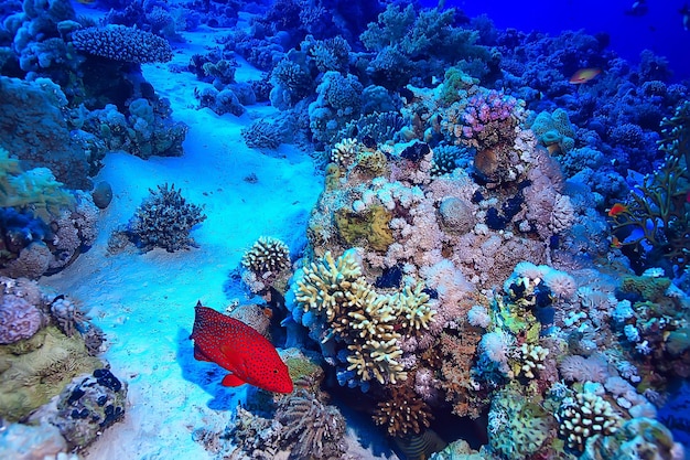 tropisches meer unterwasserhintergrund tauchen ozean