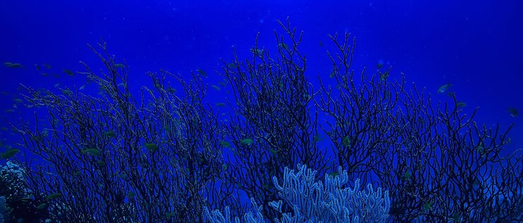 Foto tropisches meer unterwasserhintergrund tauchen ozean