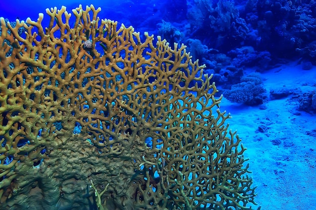 tropisches meer unterwasserhintergrund tauchen ozean