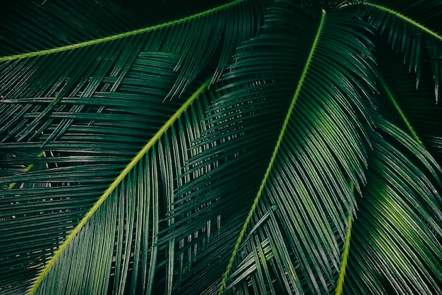 Tropisches Palmblatt, abstrakter grüner Hintergrund