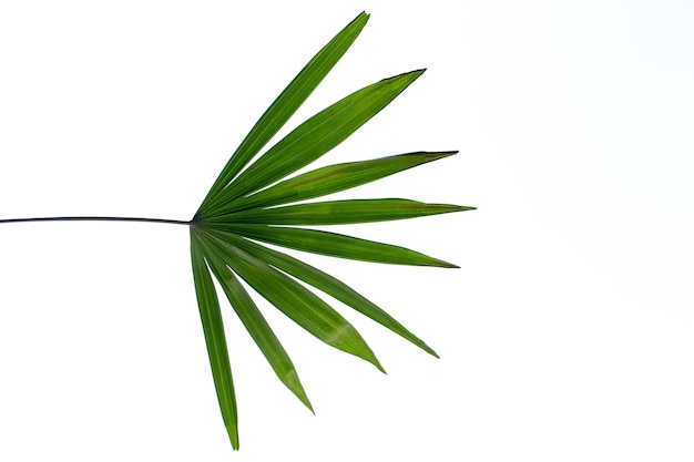 Tropisches Palmblatt isoliert auf weißem Hintergrund