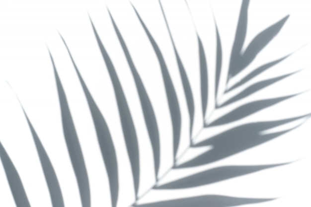 Tropisches Palmeblatt auf einem weißen Hintergrund