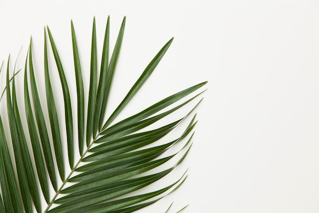 Tropisches Palmenblatt auf einem einfachen weißen Hintergrund