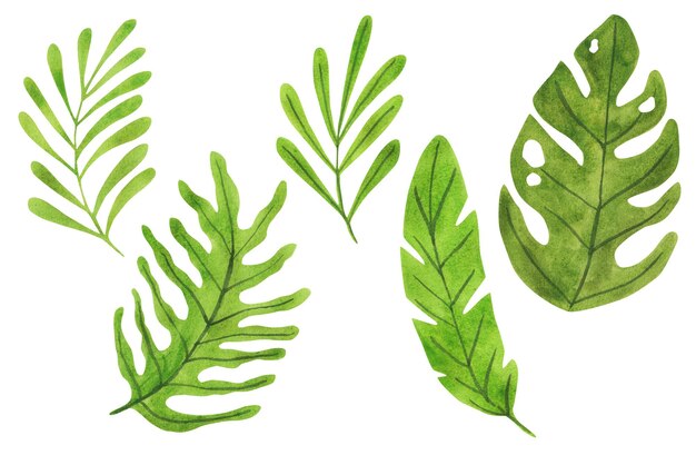 Tropisches Palmenblatt Handgezeichnete Aquarellillustration