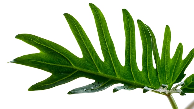 Tropisches Philodendron xanadu Blatt des Aquarells