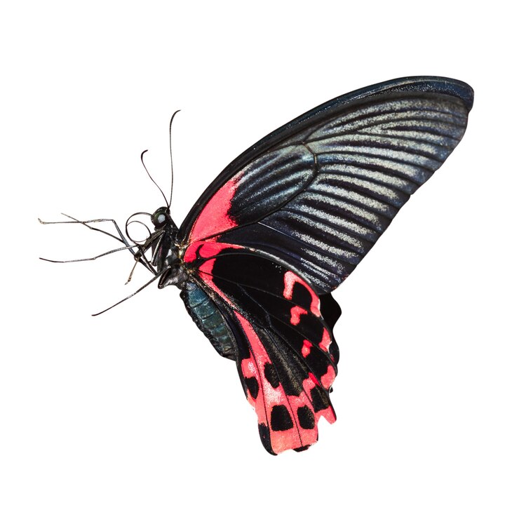 Foto tropisches rot und schwarz - schmetterling auf weißem hintergrund