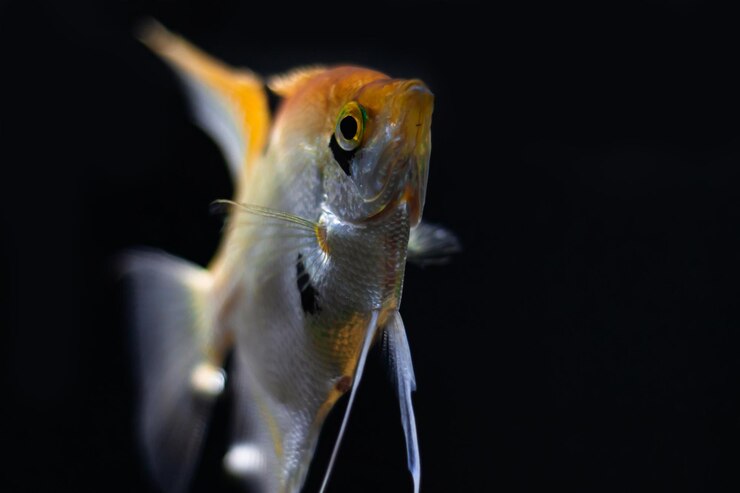 Foto tropisches süßwasseraquariumnahaufnahme eines angel fishpterophyllum scalare im aquarium