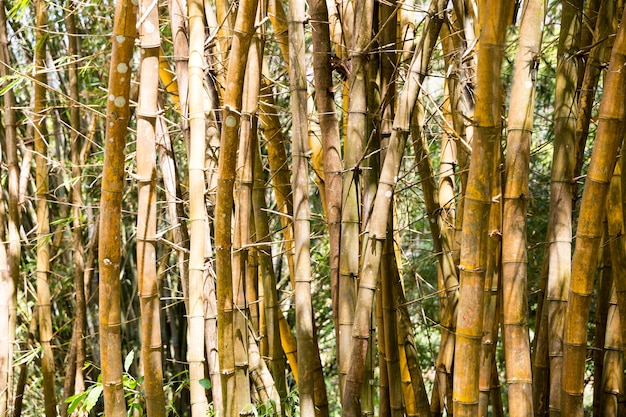 Tropisches Unterholz pflanzt im Wald auf Sri Lanka. Ceylon Landschaft