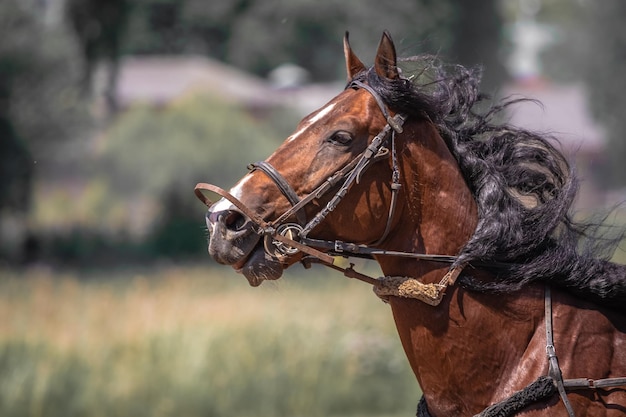 Trotador marrom esportes equestres retrato de um cavalo cavalo puro-sangue fechado enquanto se move