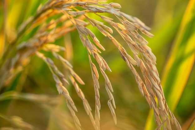 Un trozo de arroz dorado esperando ser cosechado