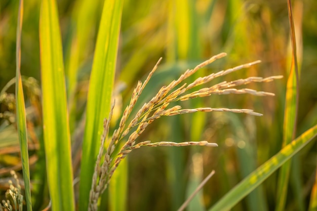 Un trozo de arroz dorado esperando ser cosechado