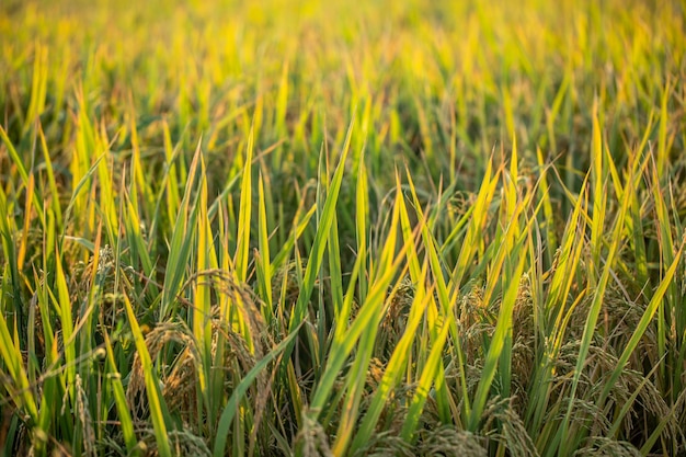 Un trozo de arroz dorado esperando ser cosechado