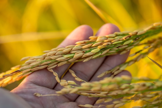 Un trozo de arroz dorado esperando ser cosechado