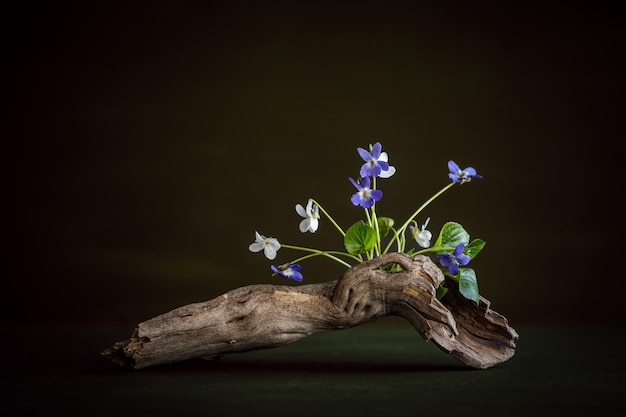 Un trozo de madera flotante con flores azules y blancas en el centro.