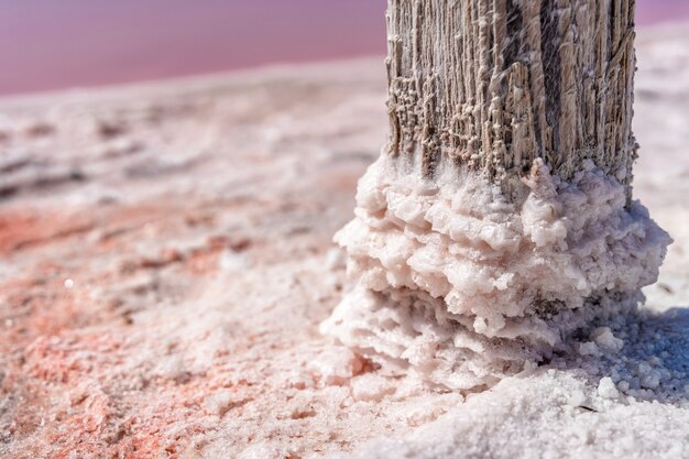 Trozos de sal en un palo de madera en un lago rosa Extracción de sal para medicamentos y servicios de spa