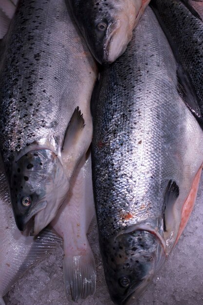 Trucha fresca sobre hielo en un supermercado. Pescado fresco en una pescadería. Salmón.