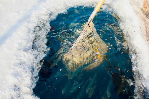 Trucha de granja invierno lago de peces con agujero de hielo atrapando una maza