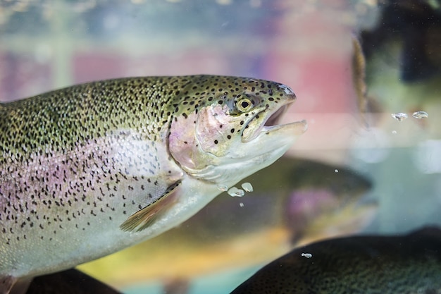 Foto trucha steelhead o trucha arco iris de cerca flotando bajo el fondo del agua.