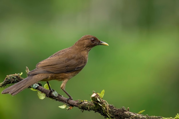 El trucho de color arcilla es un pájaro común de América Central de la familia de los truchos, conocido como el Yiguirro, es el pájaro nacional de Costa Rica.