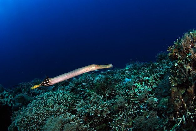 Trumpetfish vive ao lado de um recife de coral. Vida marinha da ilha de Apo, nas Filipinas.