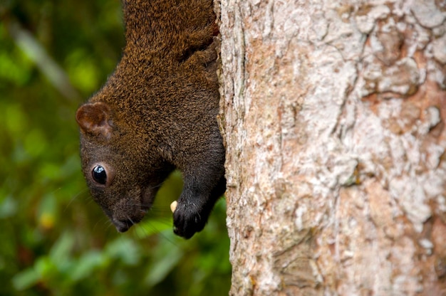 Trunk scramble cosas comen vida silvestre ardilla