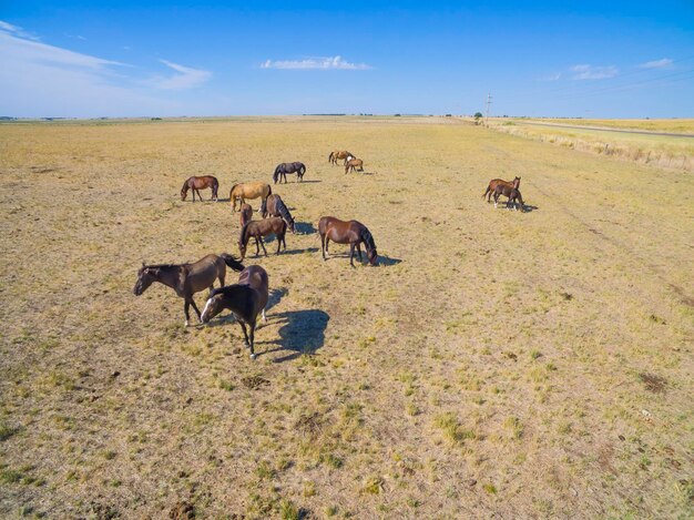 Truppe von Pferden auf der Ebene in La Pampa Argentinien