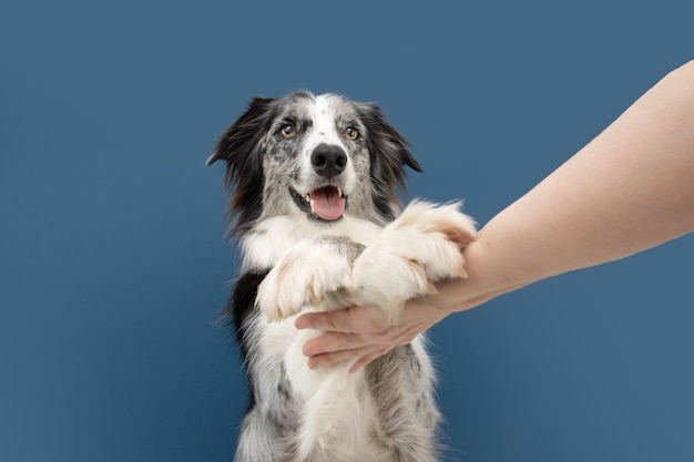 Truque engraçado do cão do border collie do high five do retrato. Conceito de obediência. Isolado na superfície azul