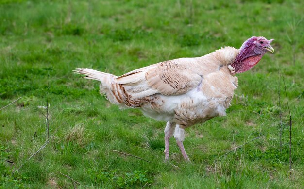 Truthahn im Gras. Hausvogel. Herde Puten.