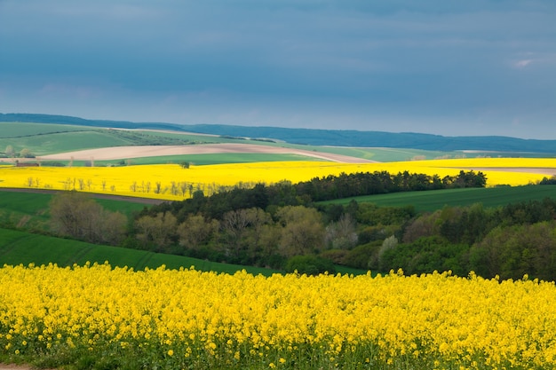 Tschechien. Südmähren. Hügelige Felder mit Rapsblüten und grünem Weizen. Bewölkter bedrohlicher Himmel