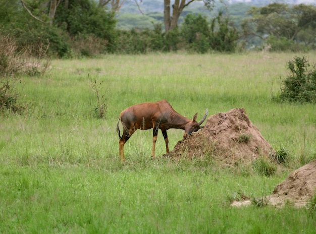 Tsessebe comum na savana