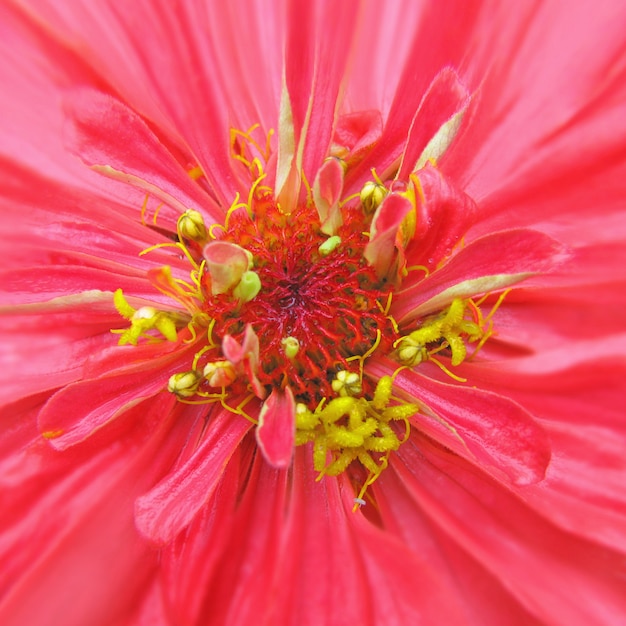 Tsiniya rosa com centro amarelo