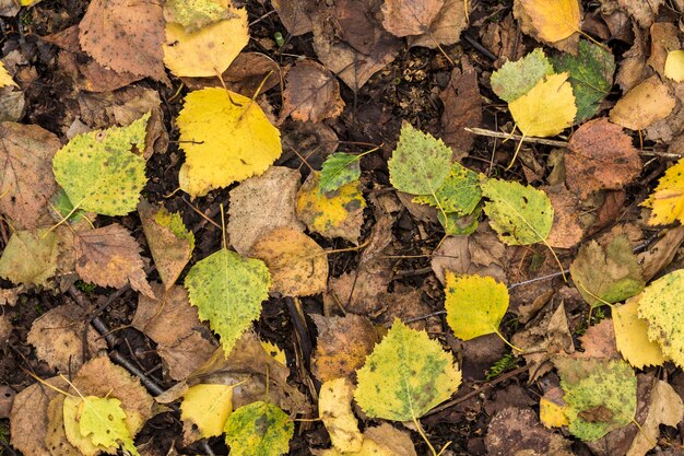 Ttree se va en el bosque de otoño para el fondo