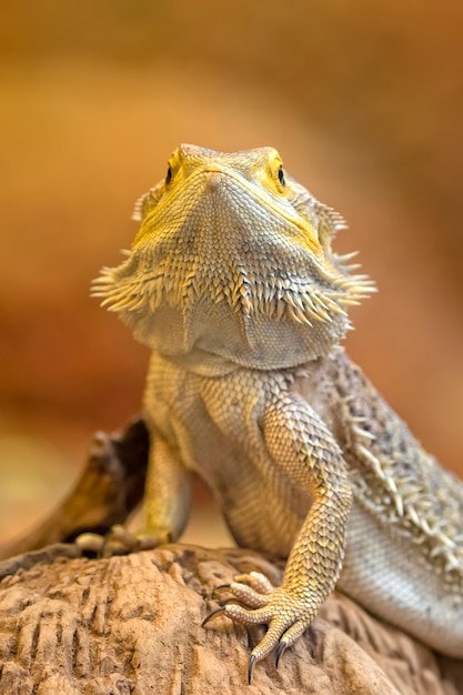 Tuatara na natureza, um retrato