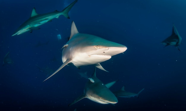 Tubarão de ponta-preta nadando em submarinos tropicais. tubarões no mundo subaquático. observação do mundo animal. aventura de mergulho na costa da áfrica do sul da rsa