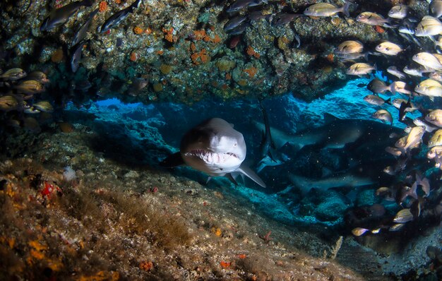 Tubarão de ponta-preta nadando em submarinos tropicais. Tubarões no mundo subaquático. Observação do mundo animal. Aventura de mergulho na costa da África do Sul da RSA