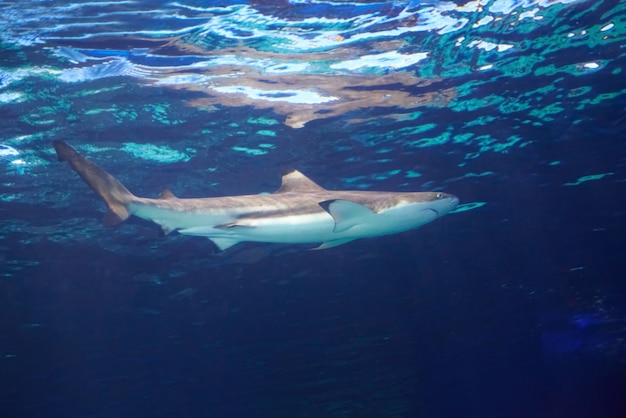 Tubarão de recife caribenho (carcharhinus perezii) nas águas azuis do oceano