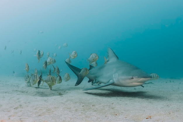 Tubarão e cardume de peixes a nadar no mar