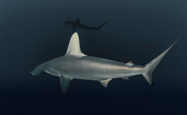 Tubarão-martelo-grande. Escola de Hammerheads nadando no Mar Vermelho. Tubarões na selva. Vida marinha subaquática no oceano azul. Mundo animal de observação. Aventura de mergulho no Mar Vermelho, costa da África