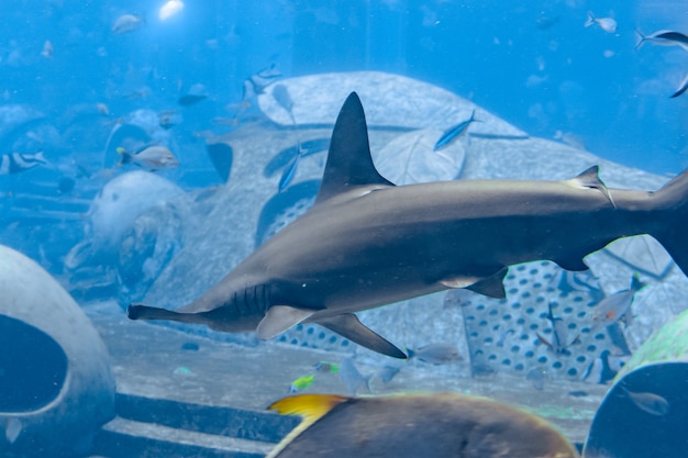 Tubarão-martelo no aquário. o grande tubarão-martelo (sphyrna mokarran) é a maior espécie de tubarão-martelo, pertencente à família sphyrnidae. atlantis, sanya, ilha de hainan, china.