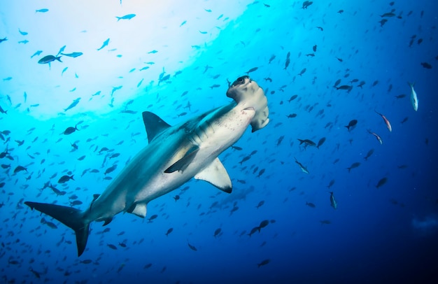 Tubarão-martelo (Sphyrnidae) nadando em submarinos tropicais. Tubarão-martelo no mundo subaquático. Observação do oceano de vida selvagem. Aventura de mergulho na costa equatoriana de Galápagos