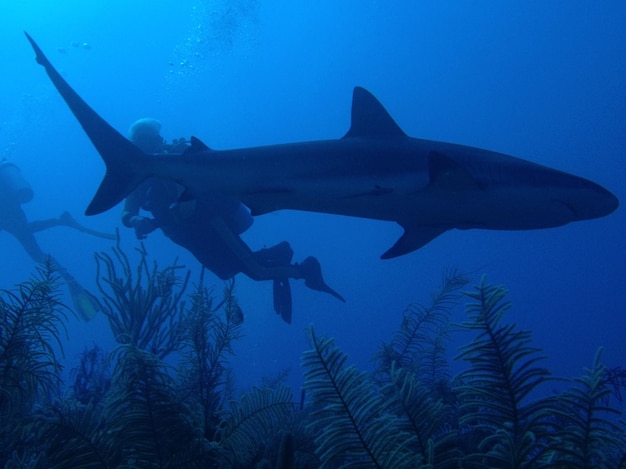 Foto tubarão nadando por mergulhadores submarinos