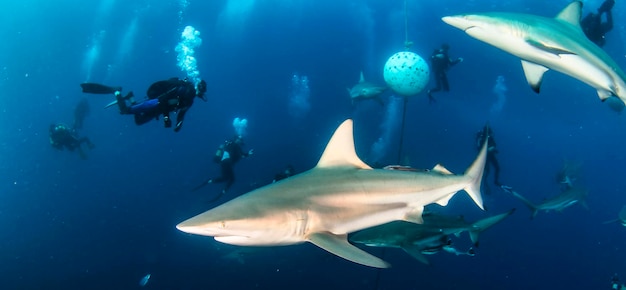 Tubarão oceânico nadando em águas tropicais