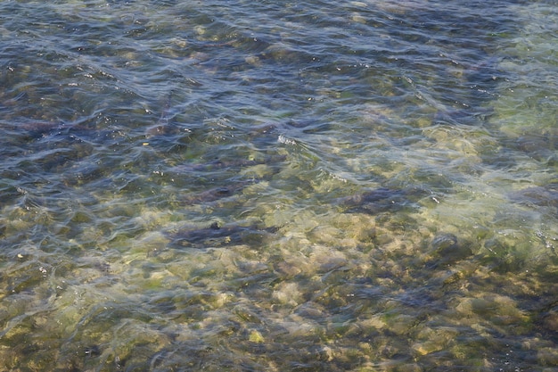 Tubarões de recife de coral perto da costa em Nusa Dua, Bali